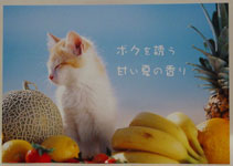 貓貓Postcard２