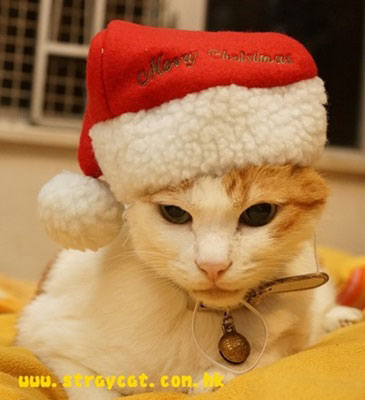 聖誕寵物帽示範１