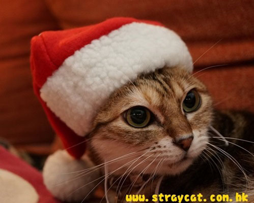 聖誕寵物帽示範３
