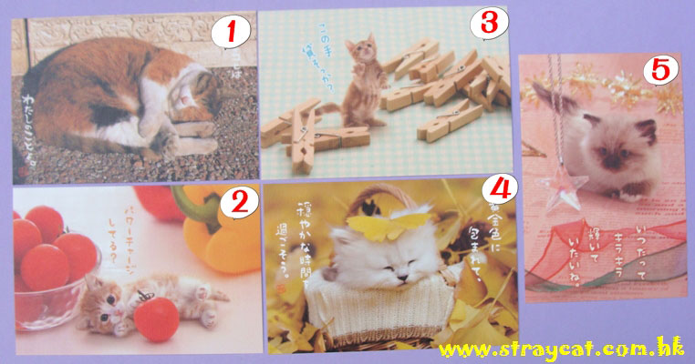 日本貓貓名信片