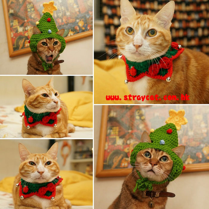 大小不良也愛戴針織聖誕寵物帽及針織聖誕樹寵物帽