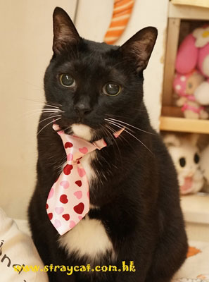 Cola戴上貓貓領呔超可愛