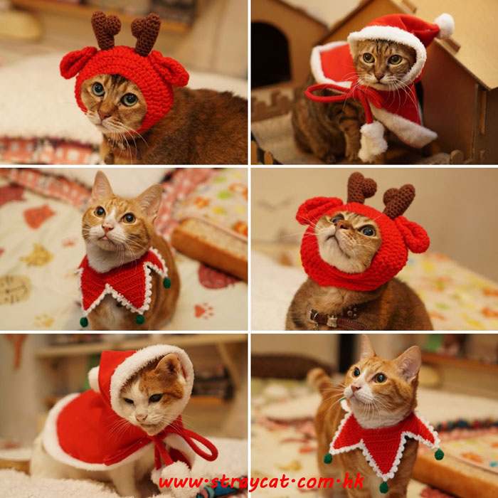 流浪貓七小福示範寵物聖誕斗篷、針織聖誕鹿仔帽及針織聖誕圍巾，祝大家聖誕快樂！