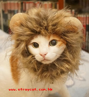 Ｖ３穿上獅子寵物帽很有型！