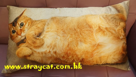 來相訂造貓枕頭