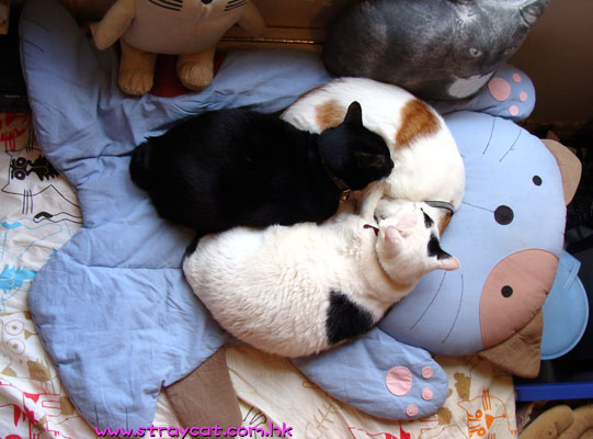 Cara大貓貓墊夠大張，多隻貓都可以睡在一起