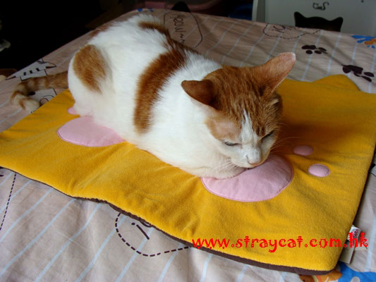 Ｖ３睡在Cara肉球貓貓墊上，很舒服呢！