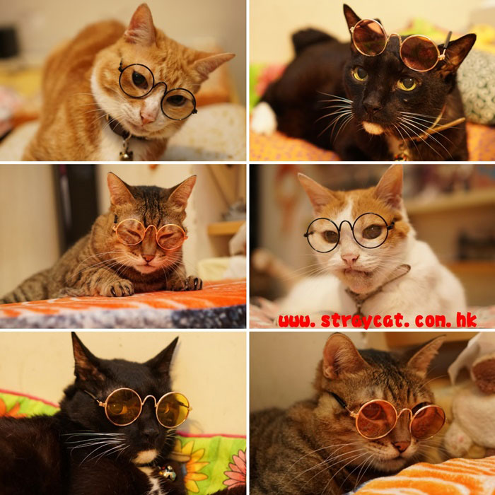 流浪貓七小福戴上貓咪小眼鏡勁有型！