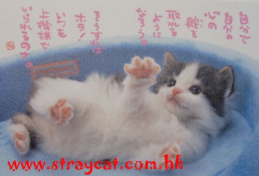 日本貓Postcard１