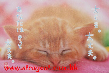 日本貓Postcard２