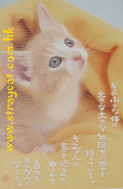 日本貓Postcard４