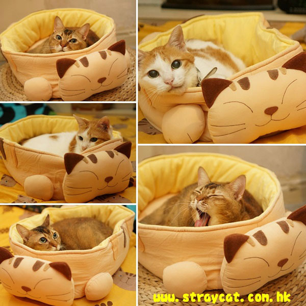 Ｖ３、Mocha最愛日本Cara貓床